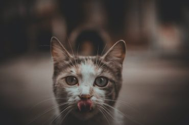 Custom vs. off-the-shelf – what’s the best software for you?