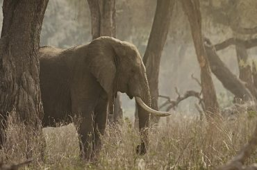 Upgrading PostgreSQL’s Enum type with SQLAlchemy using Alembic migration